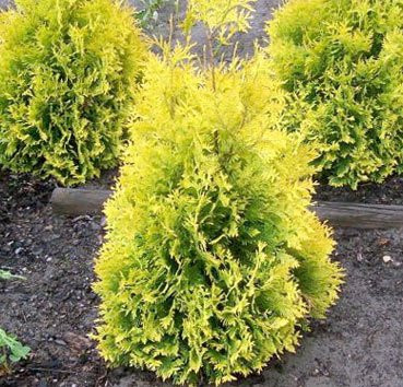 

Саженец кустарника, Туя западная Sunkist