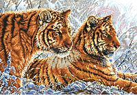 Набор для вышивания БЕЛОСНЕЖКА Амурские тигры / 2333-14 - 