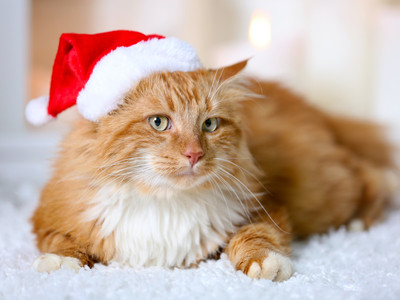 

Картина по номерам, Новогодний Рыжик / Х-7522