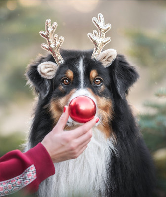 

Картина по номерам, Пес - красный нос / Х-7553