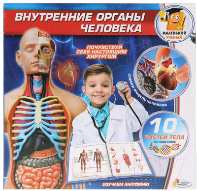 Набор для опытов Играем вместе Внутренние органы человека / KY-1000