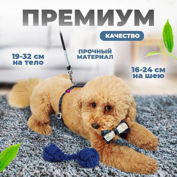 Шлея с поводком Solmax&Zoo MUZ99280 (синий)