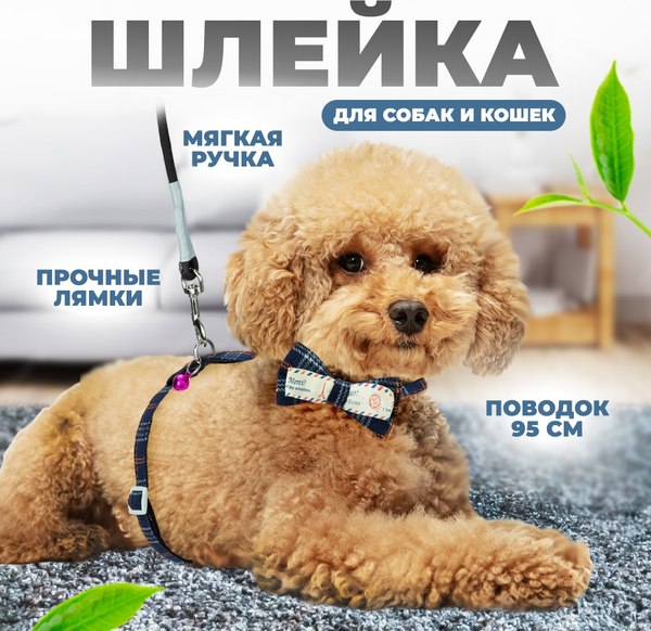 Шлея с поводком Solmax&Zoo MUZ99280 (синий)