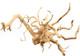 Декорация для аквариума Natural Color Premium Spider Root 1XF40302A(50) - 