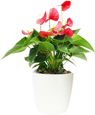 Вазон BOTANICA Ratan с автополивом (18.3x17.5см, белый) - 