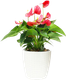 Вазон BOTANICA Ratan с автополивом (18.3x17.5см, белый) - 
