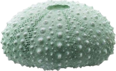 Декорация для аквариума Prime Морской еж / PR-LH169B - 