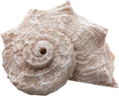 Декорация для аквариума Prime Ракушка Рапан / PR-LH165L - 