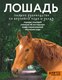Книга АСТ Лошадь. Полное руководство по верховой езде и уходу (Иванова Мария и др., твердая обложка) - 