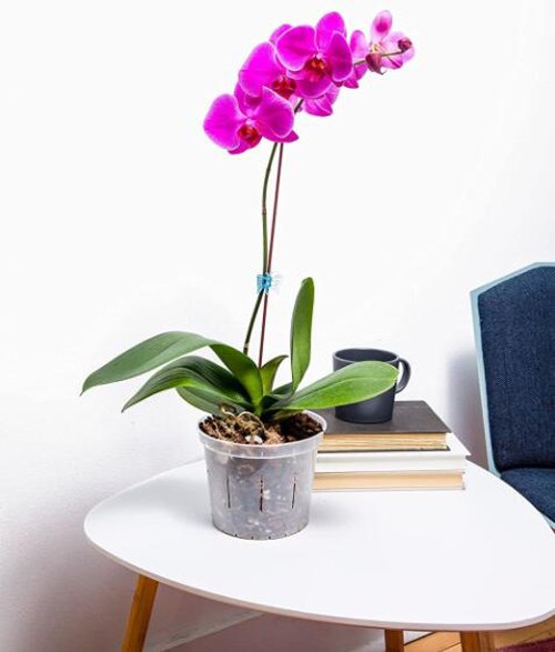 Вазон BOTANICA для орхидей с боковыми прорезями 18x15см (прозрачный)