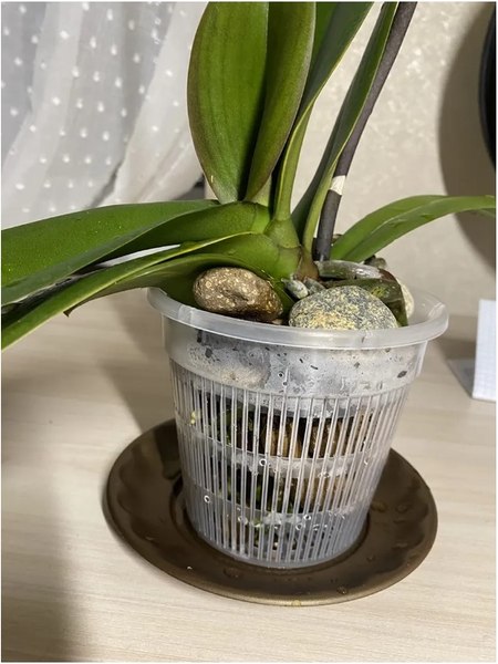 Вазон BOTANICA для орхидей сетчатый 16x14см (прозрачный)