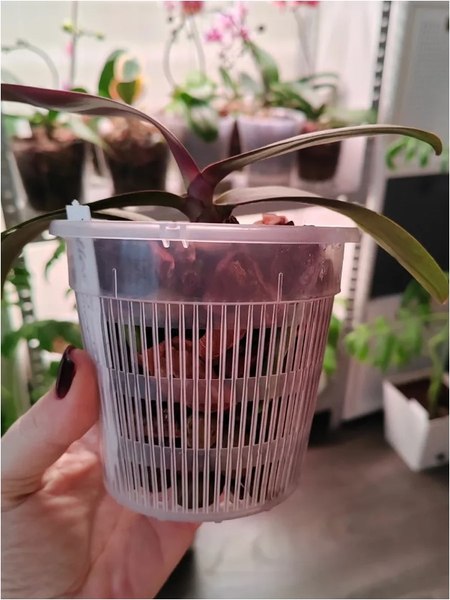 Вазон BOTANICA для орхидей сетчатый 16x14см (прозрачный)