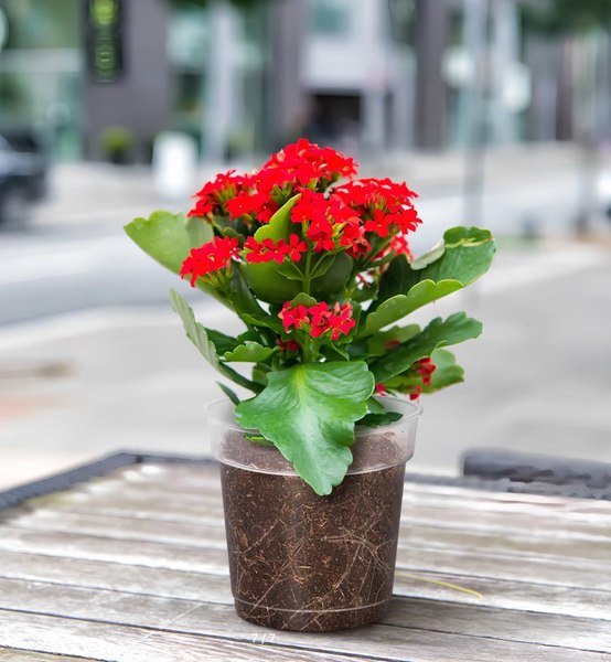 Вазон BOTANICA Clear дренажный 19x18см (прозрачный)