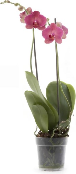 Вазон BOTANICA Clear дренажный 19x18см (прозрачный)