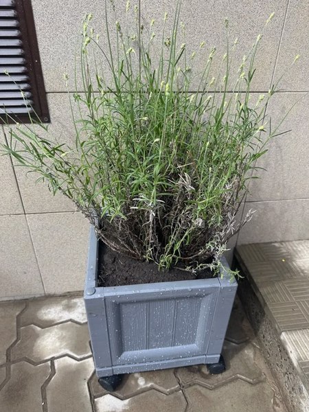 Вазон BOTANICA 30x30x28.5 на колесах