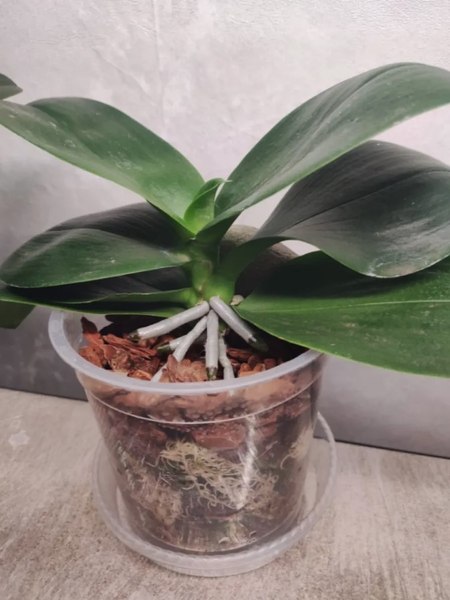 Поддон для вазона BOTANICA Круглый 25x3.6см (прозрачный)