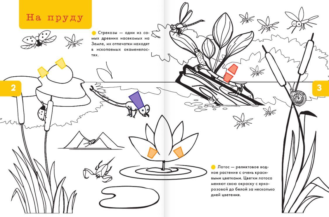 Раскраска АСТ Цветы, жуки и бабочки, мягкая обложка — фото 4