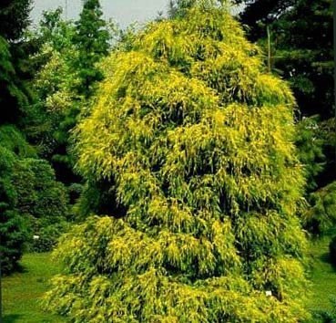 Саженец кустарника Красный клен Кипарисовик горохоплодный Filifera Aurea (20-30см) - 