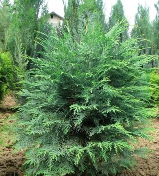 Саженец кустарника Красный клен Кипарисовик Лавсона Wisselii (40-60см) - 