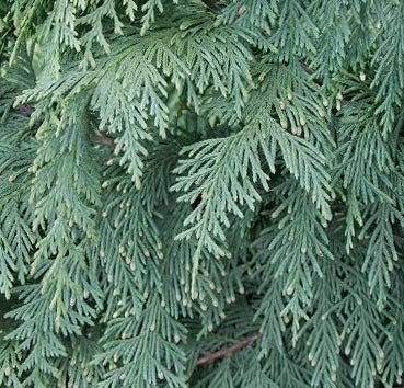 Саженец кустарника Красный клен Кипарисовик нутканский Glauca (20-40см) - 