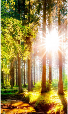 

Фотообои листовые, Природа 149