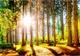 Фотообои листовые Citydecor Природа 149 (100x260см) - 