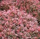Саженец кустарника Красный клен Барбарис тунберга Atropurpurea Nana (10-20см) - 