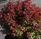 Саженец кустарника Красный клен Барбарис тунберга Red Compact (20-40см) - 