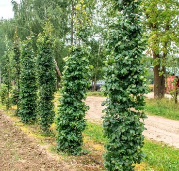 Саженец дерева Красный клен Бук лесной (40-50см) - 