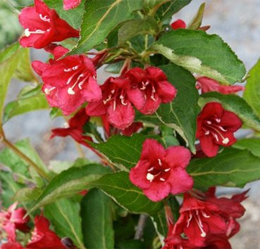 

Саженец кустарника, Вейгела Lucifer