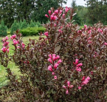 Саженец кустарника Красный клен Вейгела Nana Purpurea (60-80см) - 
