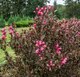 Саженец кустарника Красный клен Вейгела Nana Purpurea (60-80см) - 