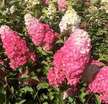 Саженец кустарника Красный клен Гортензия метельчатая Fraise Melba Renba (10-20см) - 