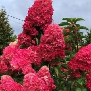 Саженец кустарника Красный клен Гортензия метельчатая Petite Cherry (15-20см) - 