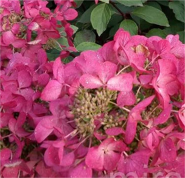 

Саженец кустарника, Гортензия метельчатая Petite Flori