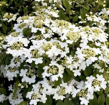 

Саженец кустарника, Калина складчатая Summer Snowflake