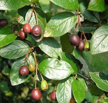 

Саженец кустарника, Кизильник блестящий