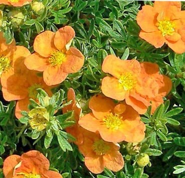 Саженец кустарника Красный клен Лапчатка кустарниковая Tangerine (20-30см) - 