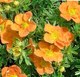Саженец кустарника Красный клен Лапчатка кустарниковая Tangerine (20-30см) - 