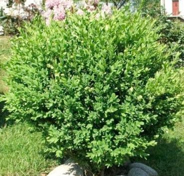 Саженец кустарника Красный клен Самшит вечнозеленый (20-40см) - 