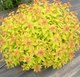 Саженец кустарника Красный клен Спирея японская Goldflame (30-40см) - 