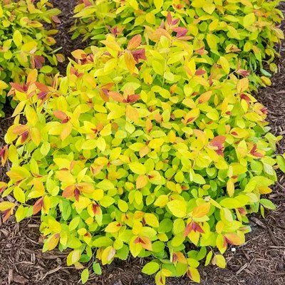 Саженец кустарника Красный клен Спирея японская Zen Spirit Gold (10-15см) - 
