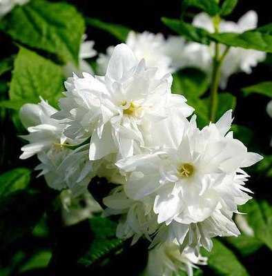 Саженец кустарника Красный клен Чубушник гибридный Dame Blanche (60-80см) - 