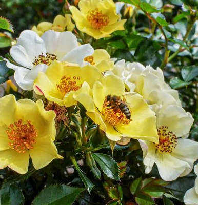 Саженец цветка Красный клен Роза миниатюрная Почвопокровная Bee Gold (15-20см) - 