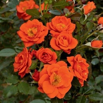 Саженец цветка Красный клен Роза миниатюрная Почвопокровная Miniature Orange (10-15см) - 