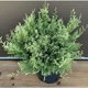 Саженец кустарника Красный клен Кипарисовик горохоплодный White Beauty  (40-60см) - 