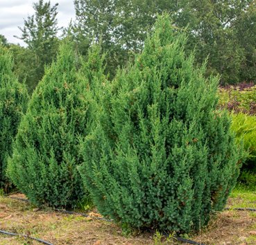 Саженец кустарника Красный клен Можжевельник китайский Stricta (20-30см)
