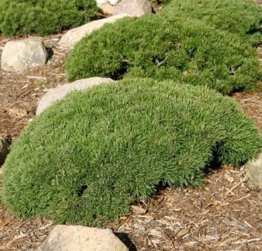 

Саженец кустарника, Сосна горная Pumilio