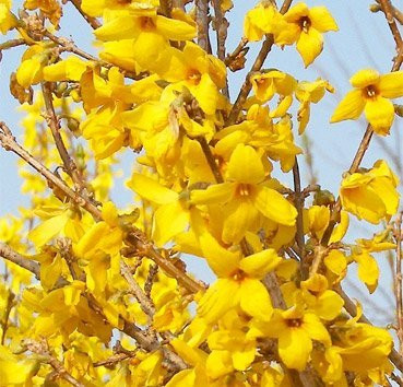 

Саженец кустарника, Форзиция средняя Goldzauber