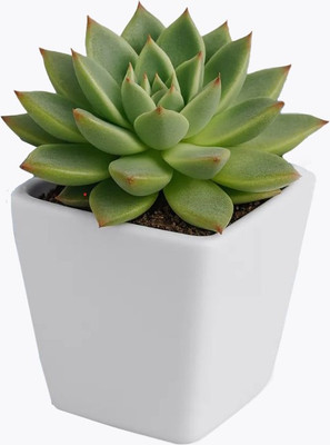 Кашпо BOTANICA Cactus (8.8x8.5см, белый) -